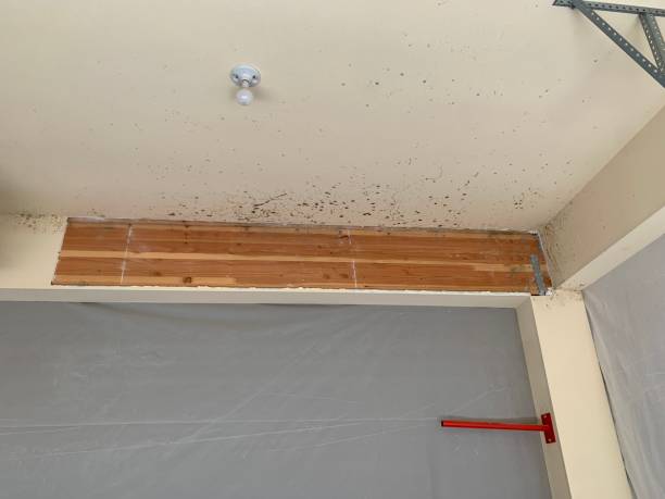  Island Park, NY Mold Removal Pros